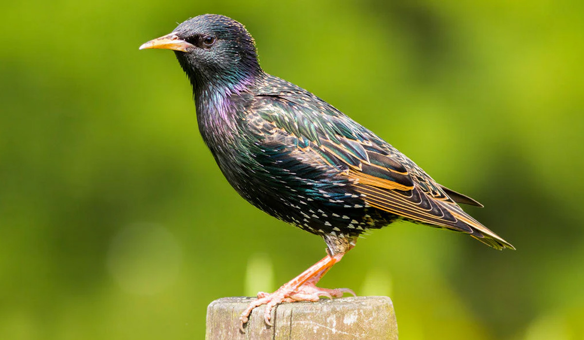 Common Starling